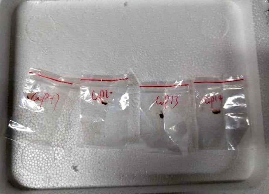 본문 이미지 - 중국 과학자인 류준용(34)이 미국 미시간주 디트로이트 공항을 통해 밀반입하려다 적발된 붉은곰팡이 샘플. (사진은 ABC 뉴스 기사 갈무리)