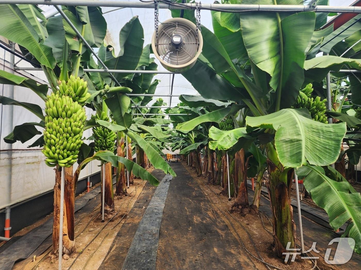 본문 이미지 -  제주 재배 바나나(제주농업기술원 제공)/뉴스1