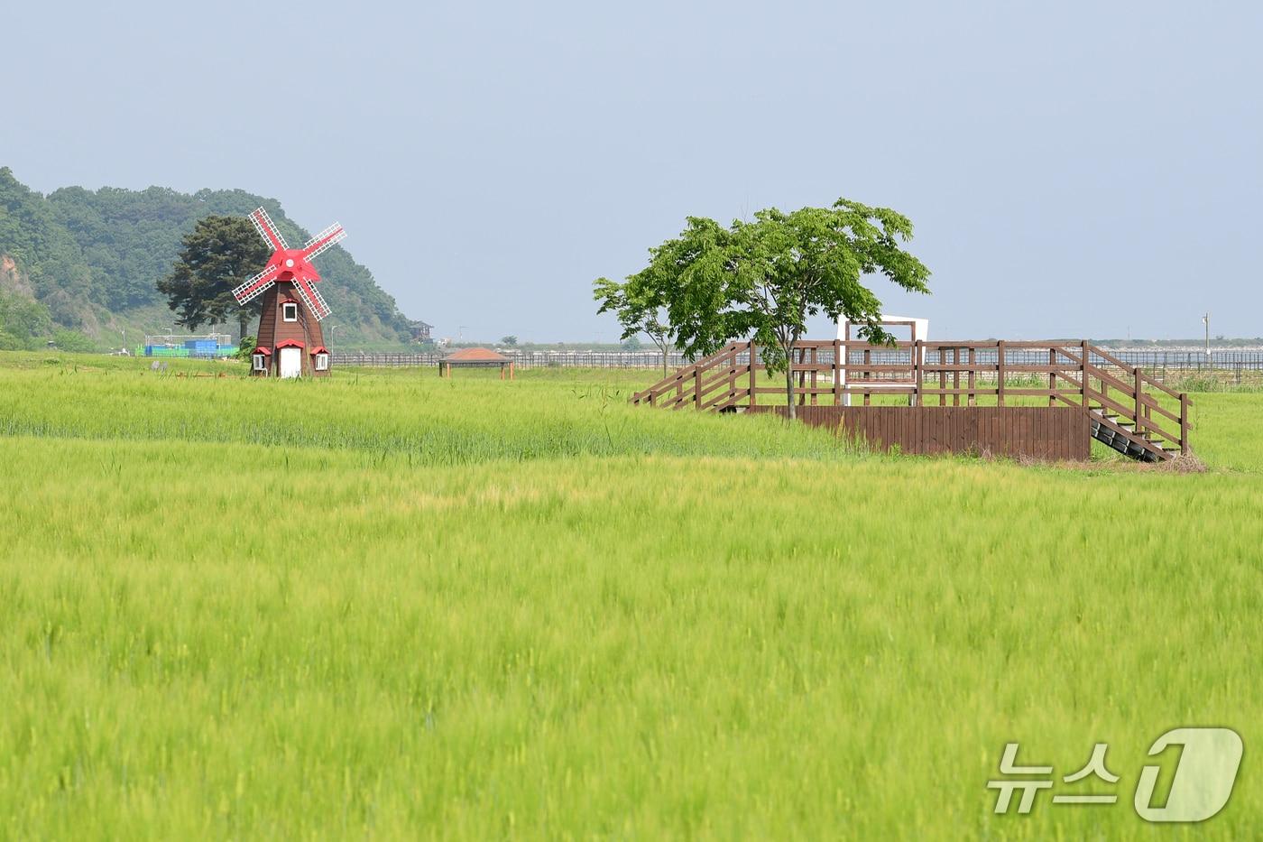교동도 청보리밭(인천 강화군 제공.재판매 및 DB금지)