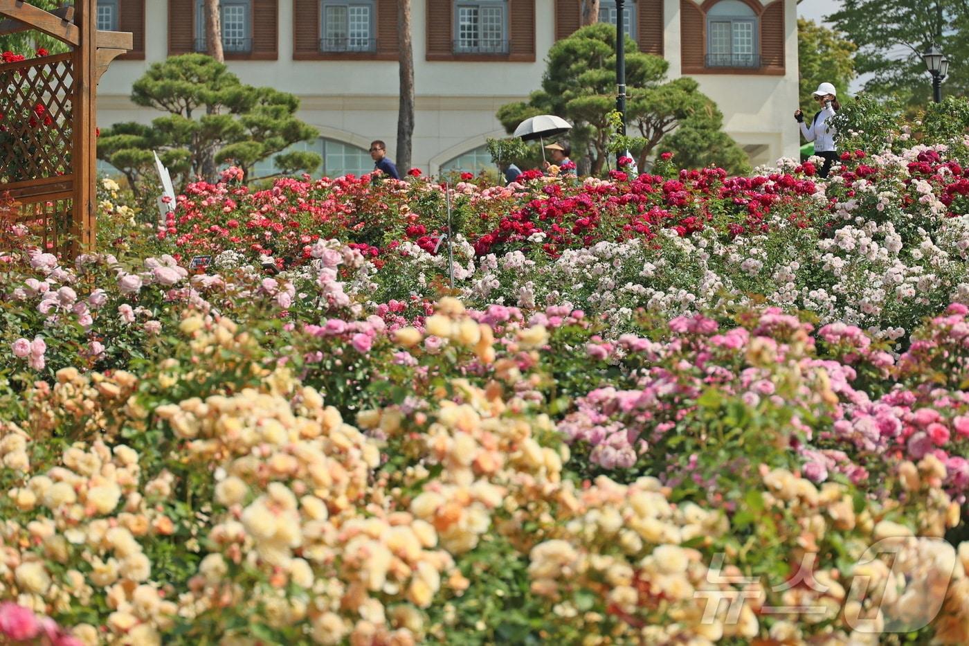 지난 4일 전북 임실군 치즈테마파크 유럽형 장미원에 빨강, 노랑, 핑크 빛 장미꽃이 화려하게 만개해 관광객을 맞고 있다.(임실군 제공. 재판매 및 DB금지)2025.6.4/뉴스1 ⓒ News1 김동규 기자