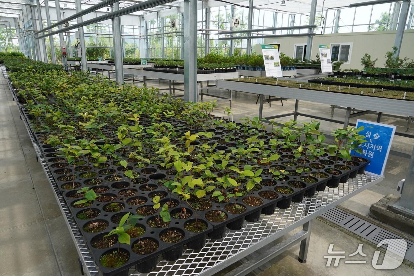 국립세종수목원 자생식물 종자 공급센터에서 섬숲 및 도서지역 복원을 위한 자생식물을 키우고 있다. (산림청 제공.재판매 및 DB금지)/뉴스1 