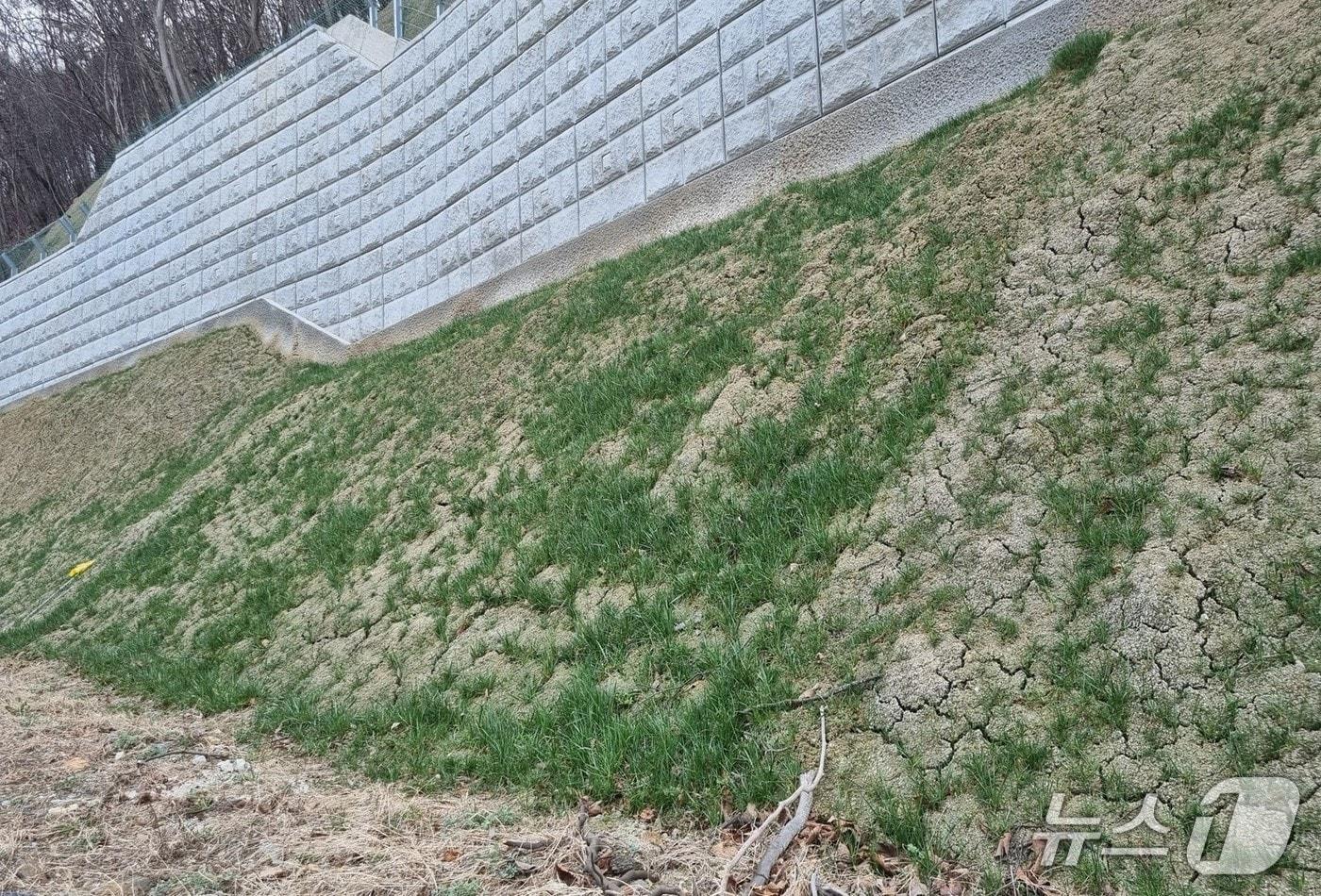  콘크리트 비탈면 생태복원기술 시공 7개월 경과 후 식생상태(지질연 제공) /뉴스1