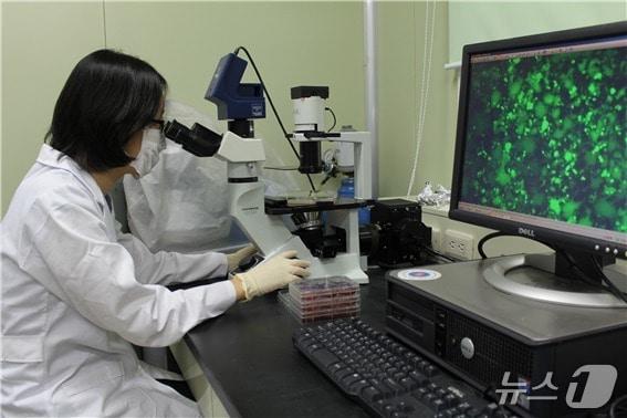 본문 이미지 - 강스템바이오텍 연구원이 후보물질을 살펴보고 있다.&#40;강스템바이오텍 제공&#41;/뉴스1