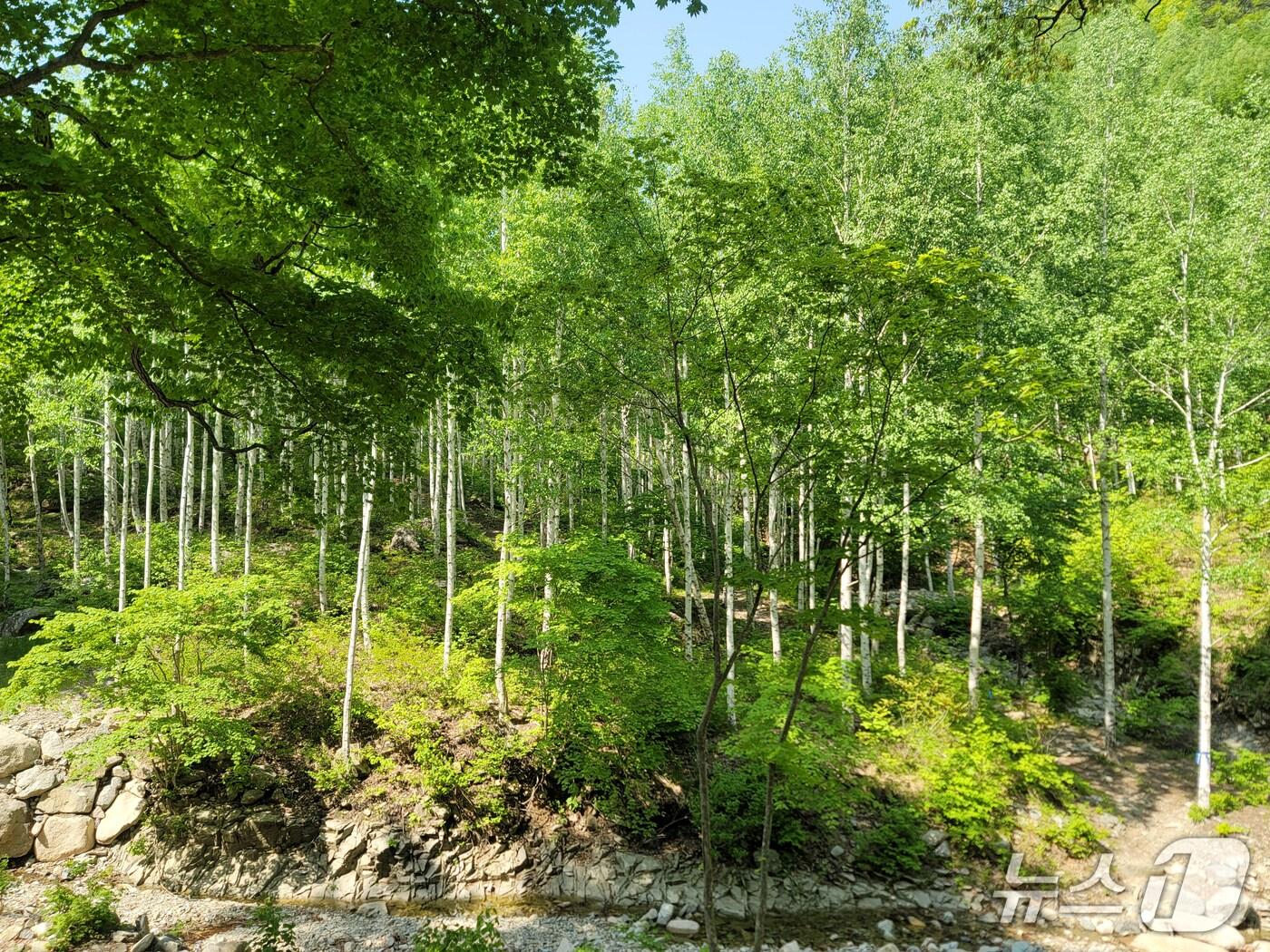 본문 이미지 - 남부산림청 영덕국유림관리소가 본격적인 여름철을 맞아 가족 힐링 장소로 경북 영양군 수비면 죽파리의 자작나무 숲을 추천했다.(영덕국유림관리소 제공, 재판매 및 DB 금지) 2025.6.5/뉴스1 