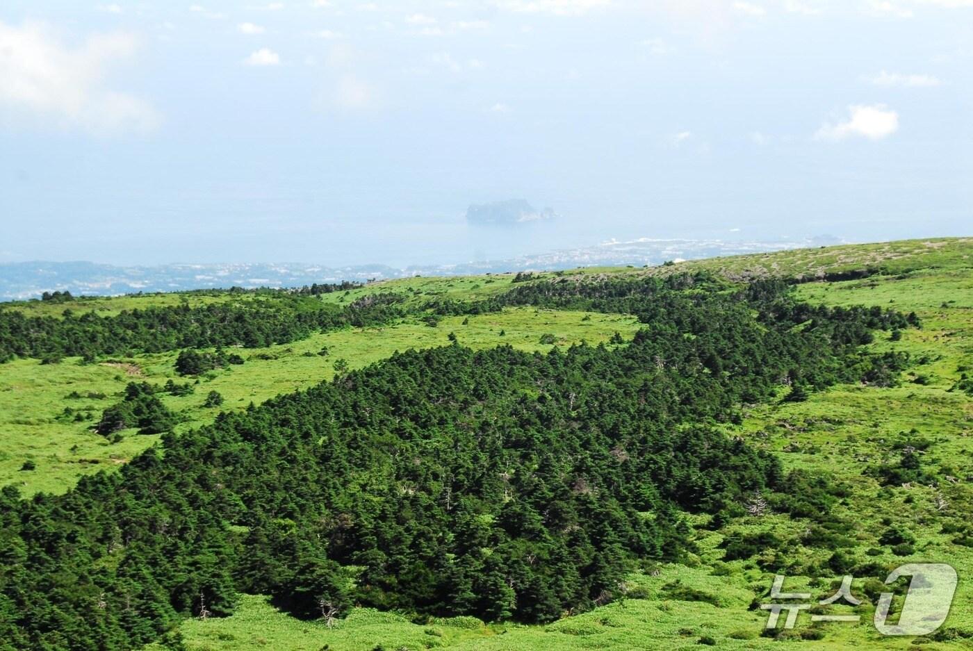  한라산 구상나무(제주도 제공. 재판매 및 DB금지)/뉴스1
