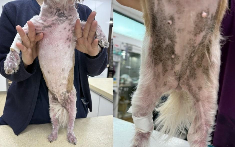 본문 이미지 - 전신 발적 및 태선화가 진행되고 있던 코리의 피부 상태(고려동물메디컬센터 제공) ⓒ 뉴스1