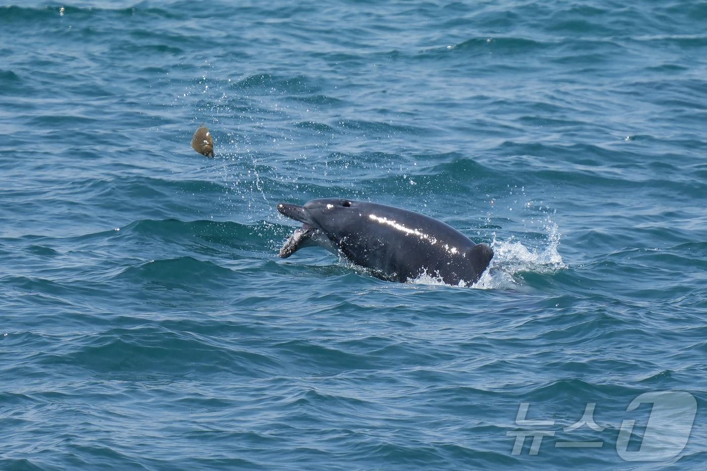 구강암을 앓았던 것으로 추정되는 제주남방큰돌고래 &#39;턱이&#39;의 생전 모습. 이 돌고래는 지난 2일 제주 서귀포시 앞바다에서 죽은채 발견됐다.&#40;제주대학교 고래·해양생물보전연구센터 김병엽 교수·다큐제주 오승목 감독 제공. 재판매 및 DB 금지&#41; 2025.6.5/뉴스1 ⓒ News1 홍수영 기자