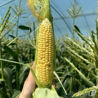 본문 이미지 - 의령 초당옥수수(의령군 제공. 재판매 및 DB금지).