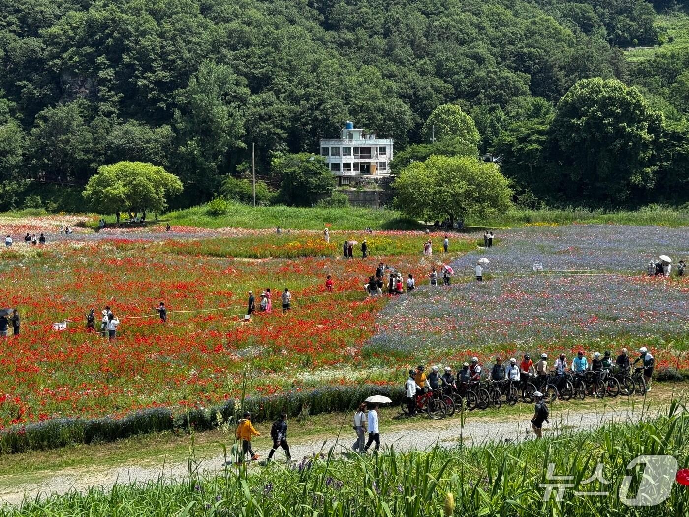 본문 이미지 - 함안군 악양둑방길 봄꽃 경관단지(함안군 제공. 재판매 및 DB금지).