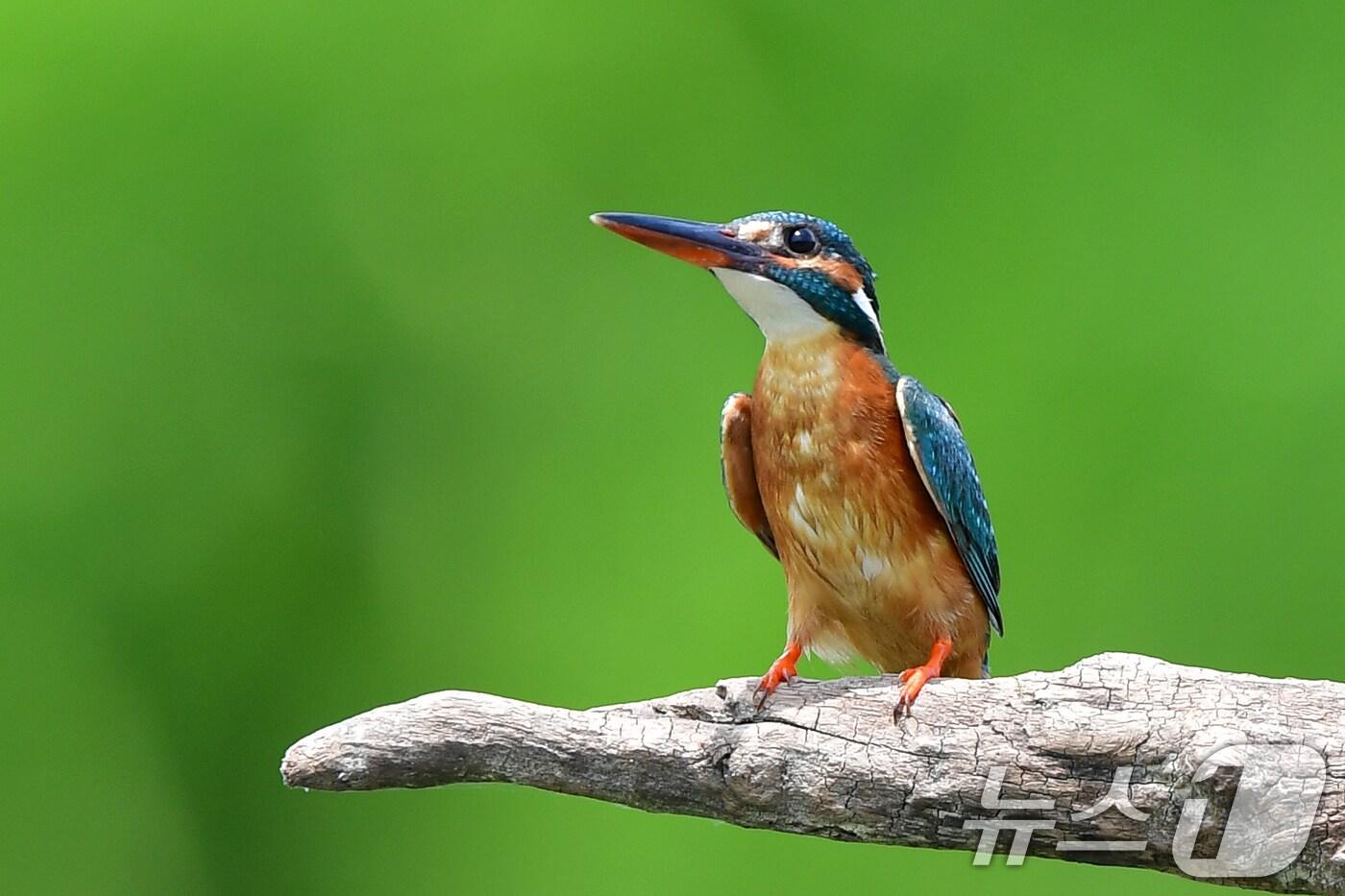 지난 6일 오전 경북 포항시 북구 흥해읍 냇가에서 물총새 한마리가 먹잇감 사냥을 준비하고 있다. 2025.6.6/뉴스1 ⓒ News1 최창호 기자