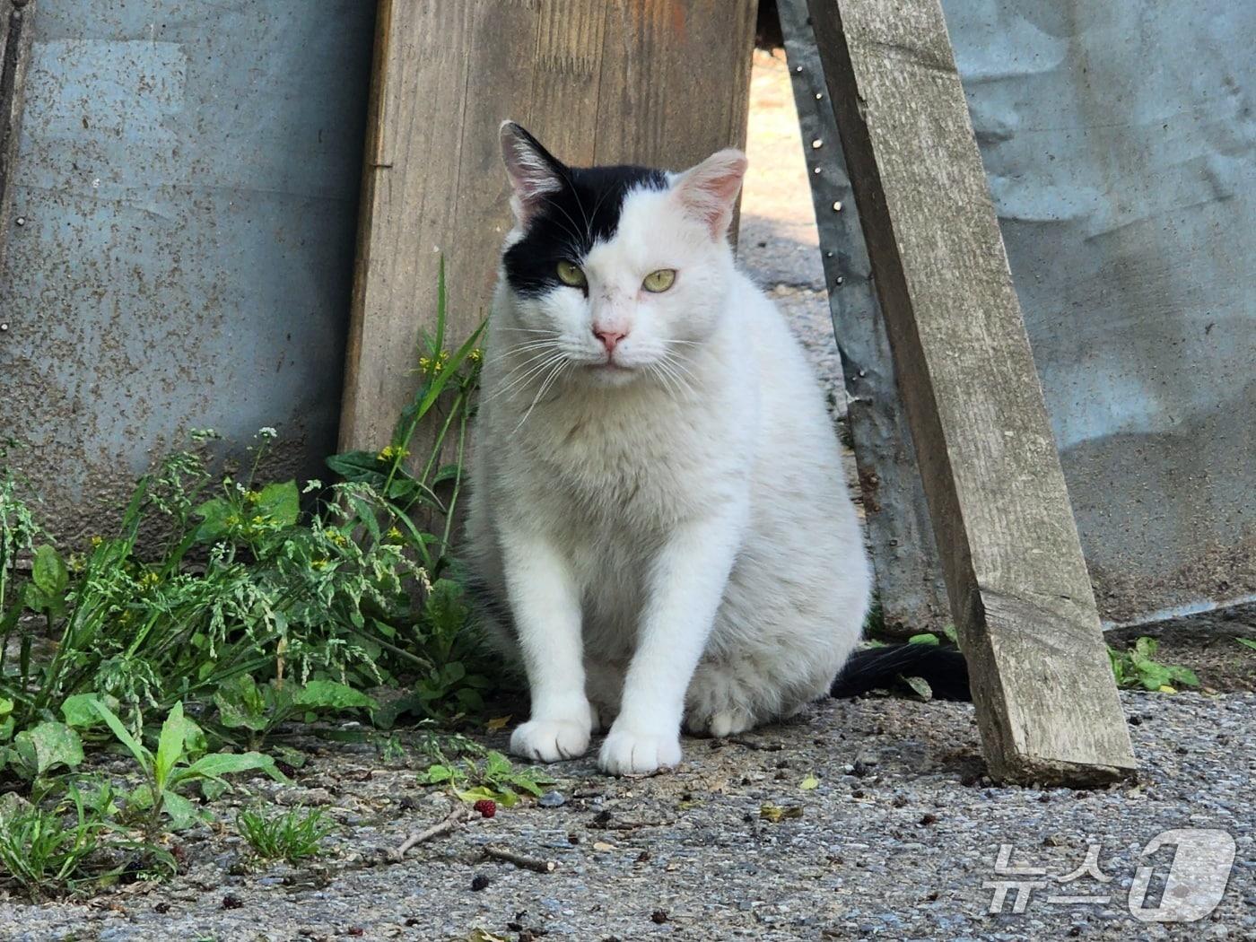 본문 이미지 - 서울시 서초구 방배동 성뒤마을 재개발지구에 남겨진 동네 고양이가 케어테이커가 나눠주는 밥을 먹기 위해 살며시 모습을 드러냈다. 2025.05.25/ⓒ 뉴스1 권진영 기자