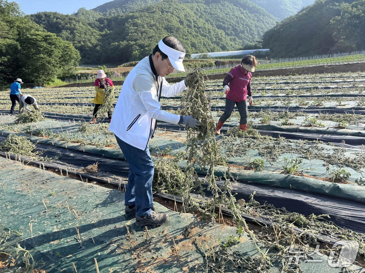 본문 이미지 - 수박 순 제거하는 김문근 단양군수. (제천시 제공. 재판매 및 DB금지)/뉴스1