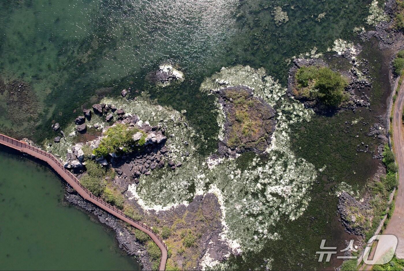 4일 제주도 서귀포 성산읍 성산일출봉 인근 바닷가에 황근이 자생하고 있다. ⓒ 뉴스1 황덕현 기자