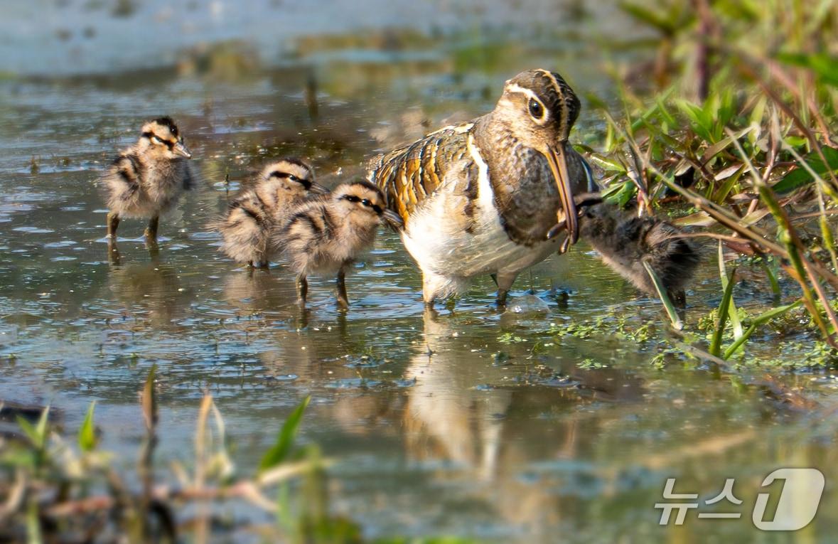 본문 이미지 - 울산시는 천연기념물인 ‘호사도요’가 울주군 온양읍 남창들녘에서 첫 관찰됐다고 8일밝혔다. (울산시 제공)