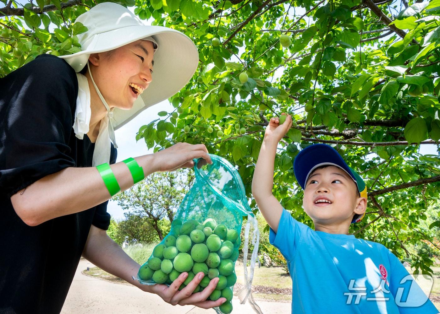 본문 이미지 - 에버랜드 매실따기 체험&#40;에버랜드 제공&#41;