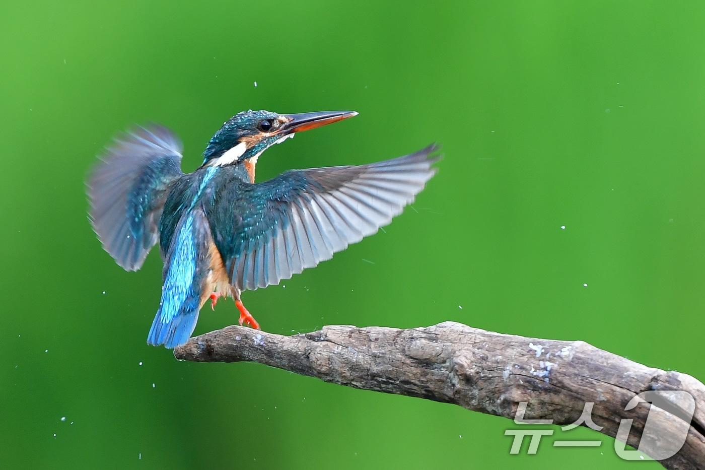 여름새 물총새가 8일 경북 포항시 북구 흥해읍 냇가에서 먹잇감 사냥에 한창이다. 2025.6.8/뉴스1 ⓒ News1 최창호 기자