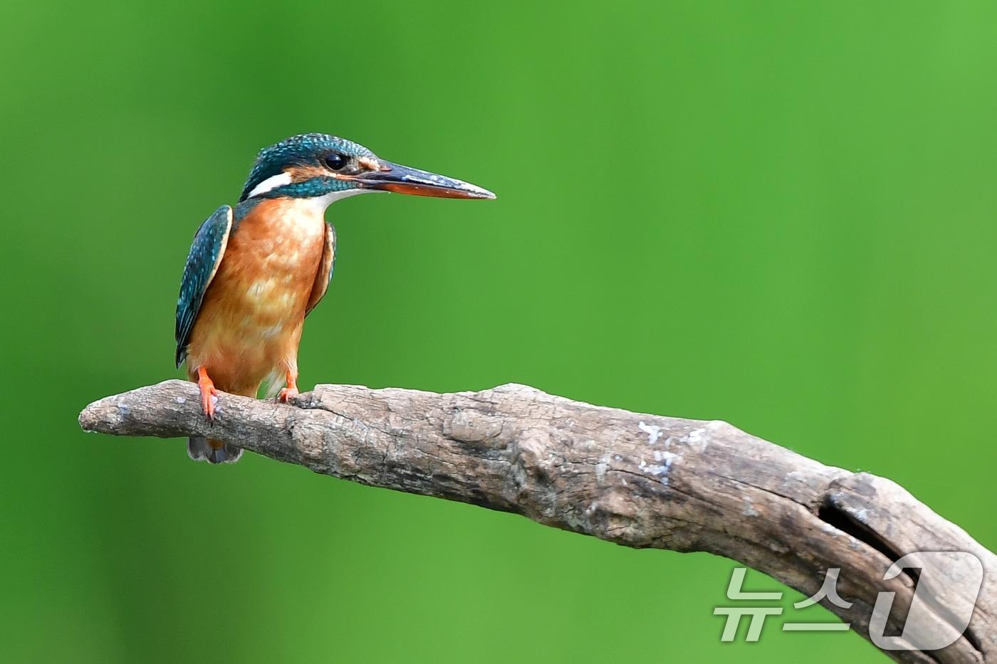 여름새 물총새가 8일 경북 포항시 북구 흥해읍 냇가에서 먹잇감 사냥을 준비하고 있다. 2025.6.8/뉴스1 ⓒ News1 최창호 기자