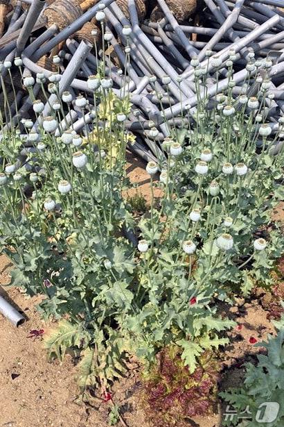 본문 이미지 - 천안시 서북구 입장면에서 발견된 양귀비 모습.(천안사 제공. 재판매 및 DB 금지)2025.6.8/뉴스1