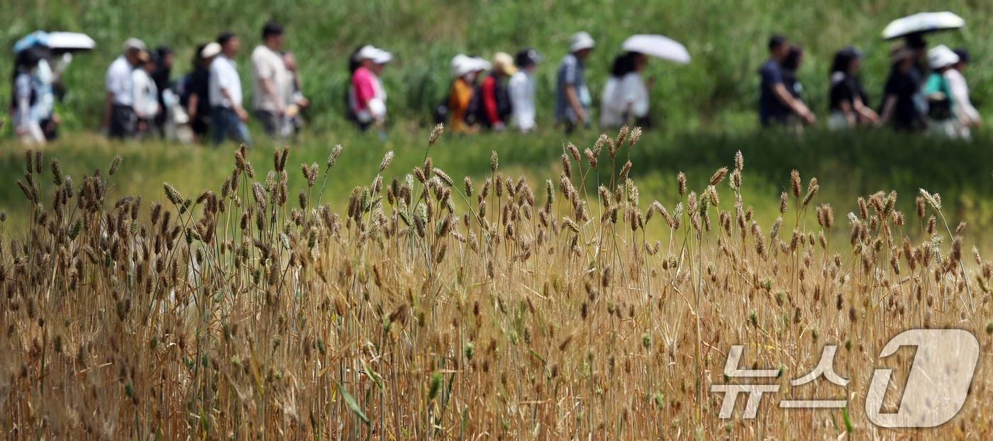 초여름 무더위가 계속된 8일 서울 마포구 월드컵천에서 열린 '월드컵천 걷기대회'에서 참가자들이 약 1.4㎞ 구간에 조성된 황금보리밭과 양귀비 꽃길을 따라 걷고 있다. 2025.6.8/뉴스1 ⓒ News1 오대일 기자