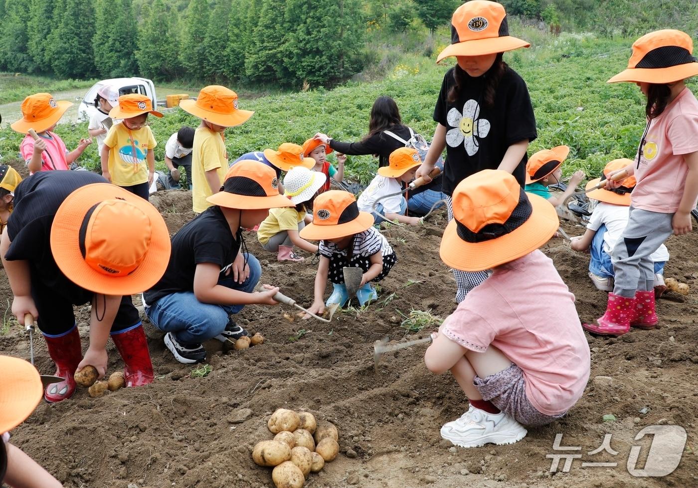 2024년 13회 감물감자축제에서 어린이들이 감자캐기 체험을 하고 있다.(뉴스1 DB)/뉴스1