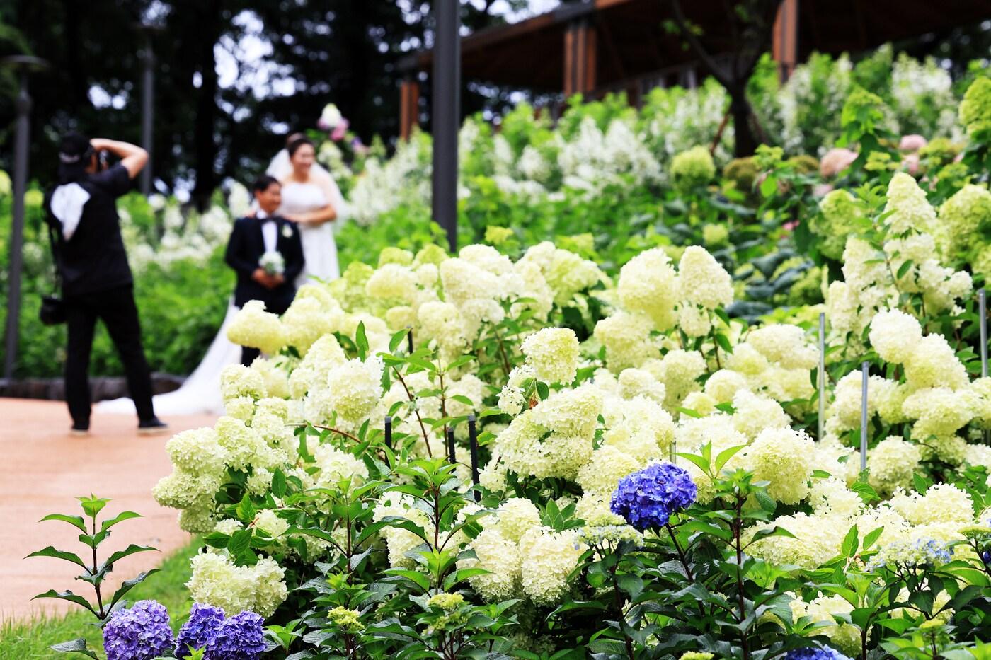 2024년 초안산 수국동산 개장기념 이벤트 무료 웨딩사진 촬영(노원구 제공)