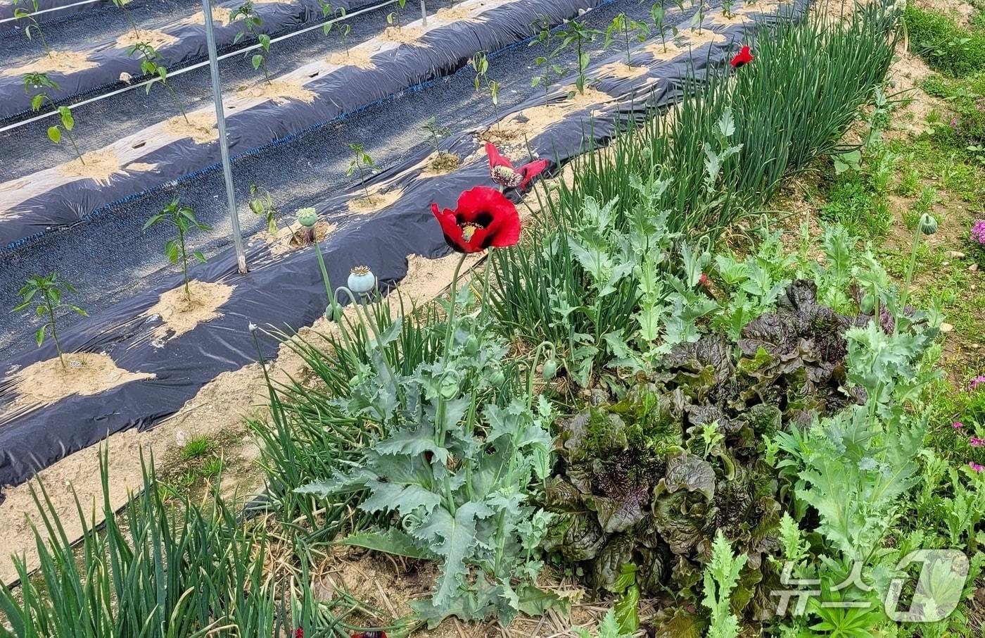 충북 괴산경찰서가 적발한 양귀비 재배 현장.(괴산경찰서 제공, 재판매 및 DB금지)/뉴스1
