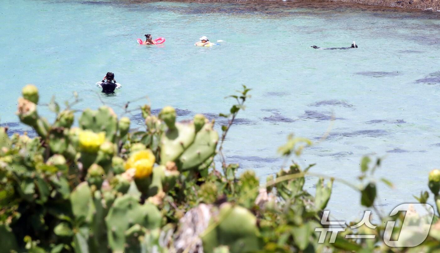 폭염이 이어지는 1일 오전 국내 유일 선인장 군락인 제주시 한림읍 월령선인장군락 인근 월령포구에서 피서객들이 물놀이를 하며 더위를 쫓고 있다. 2025.7.1/뉴스1 ⓒ News1 오현지 기자