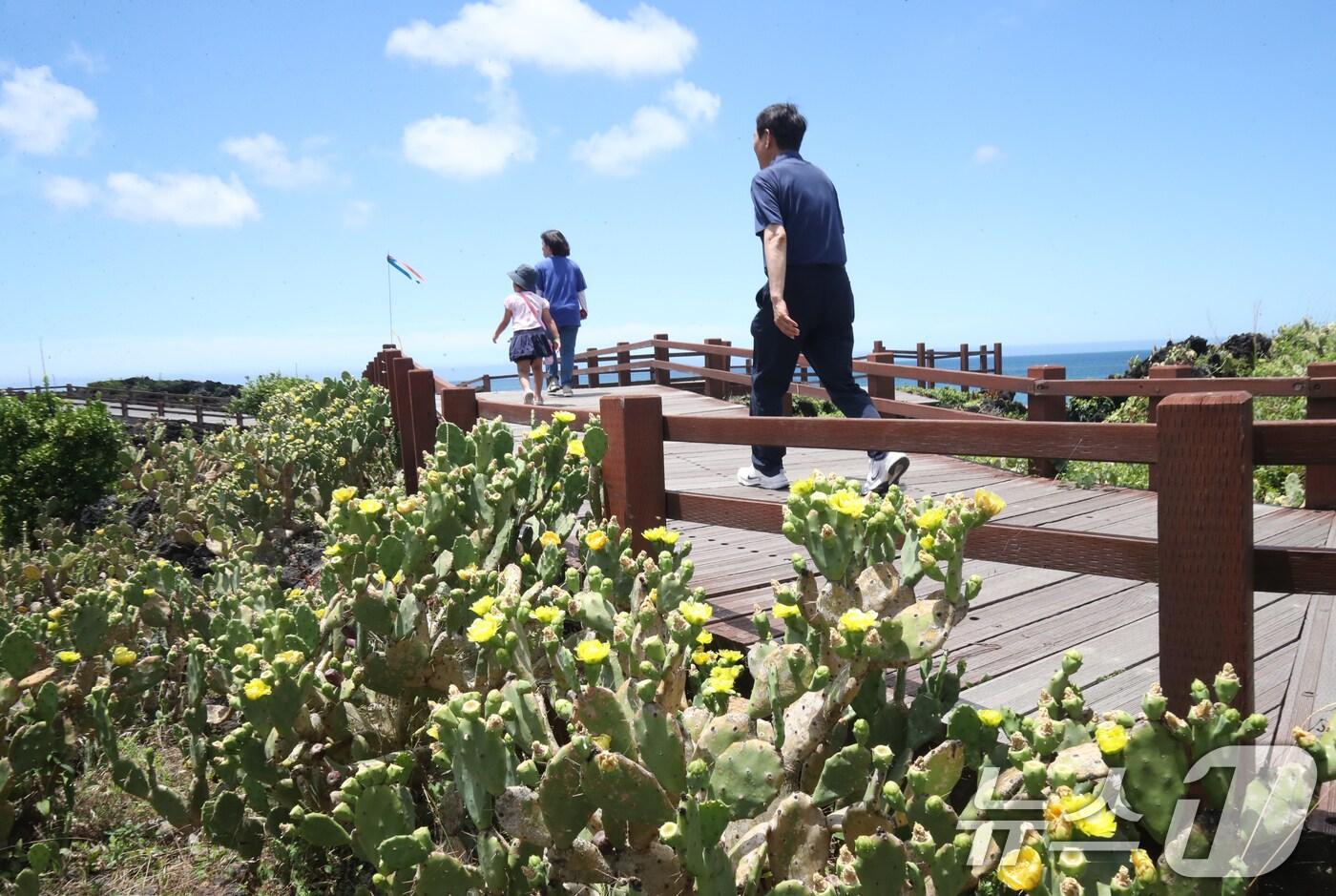 폭염이 이어지는 1일 오전 국내 유일 선인장 군락인 제주시 한림읍 월령선인장군락에 있는 손바닥 선인장에 꽃이 펴 시선을 사로잡고 있다. 2025.7.1/뉴스1 ⓒ News1 오현지 기자
