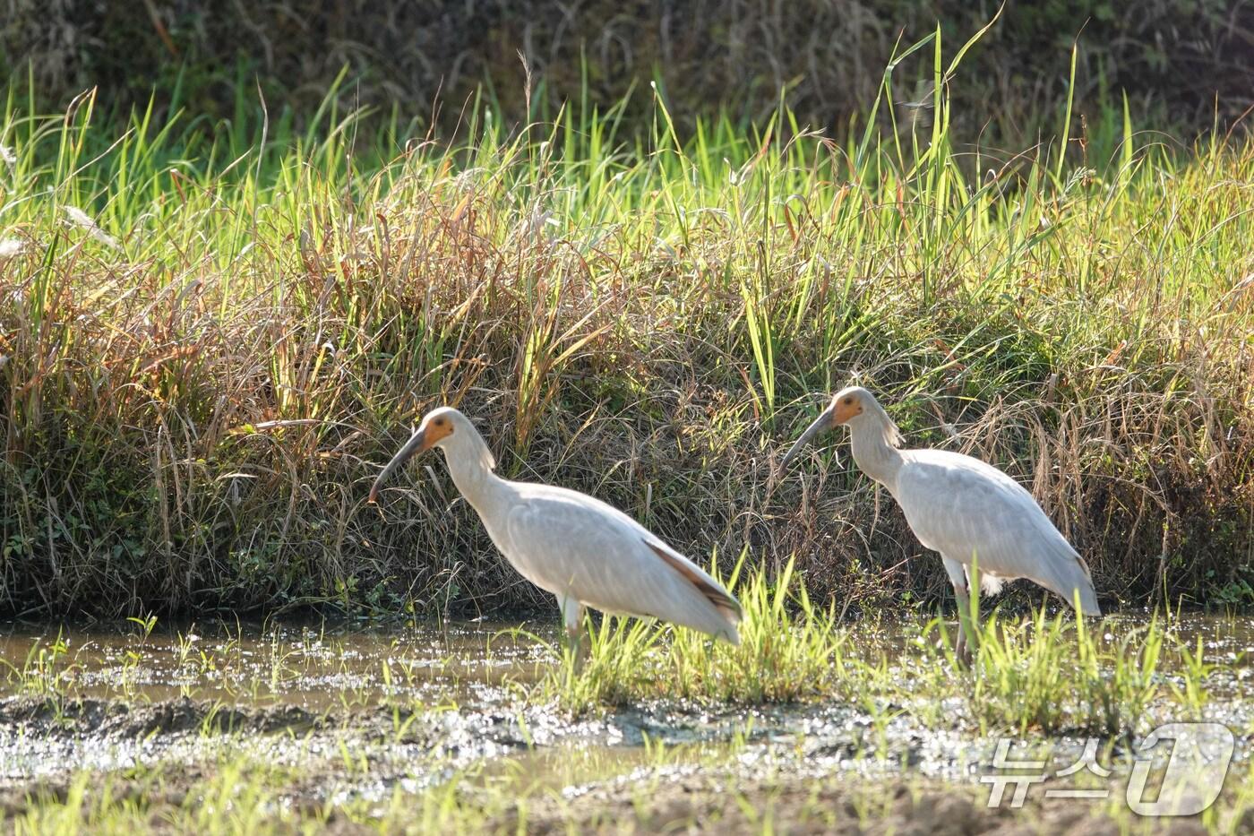 자연 번식으로 자연에 정착한 창녕 우포 따오기(창녕군 제공. 재판매 및 DB금지).