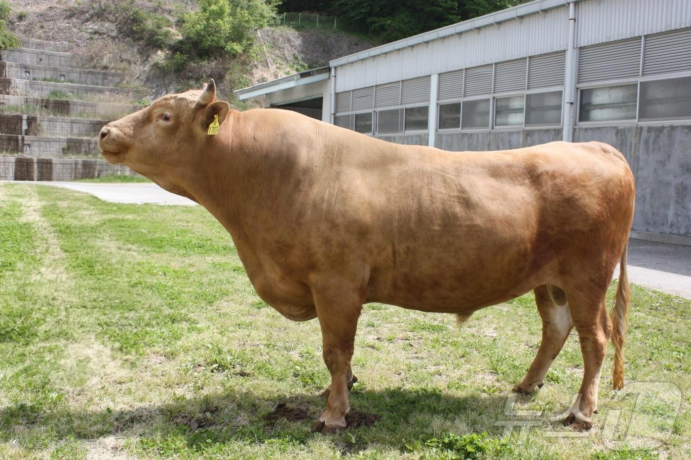 본문 이미지 - 국립축산과학원에서 열린 ‘2025년 상반기 가축개량협의회 한우분과위원회’에서 경북도가 생산한 한우 씨수소 1두가 보증씨수소(KPN1707) ⓒ News1 김대벽기자