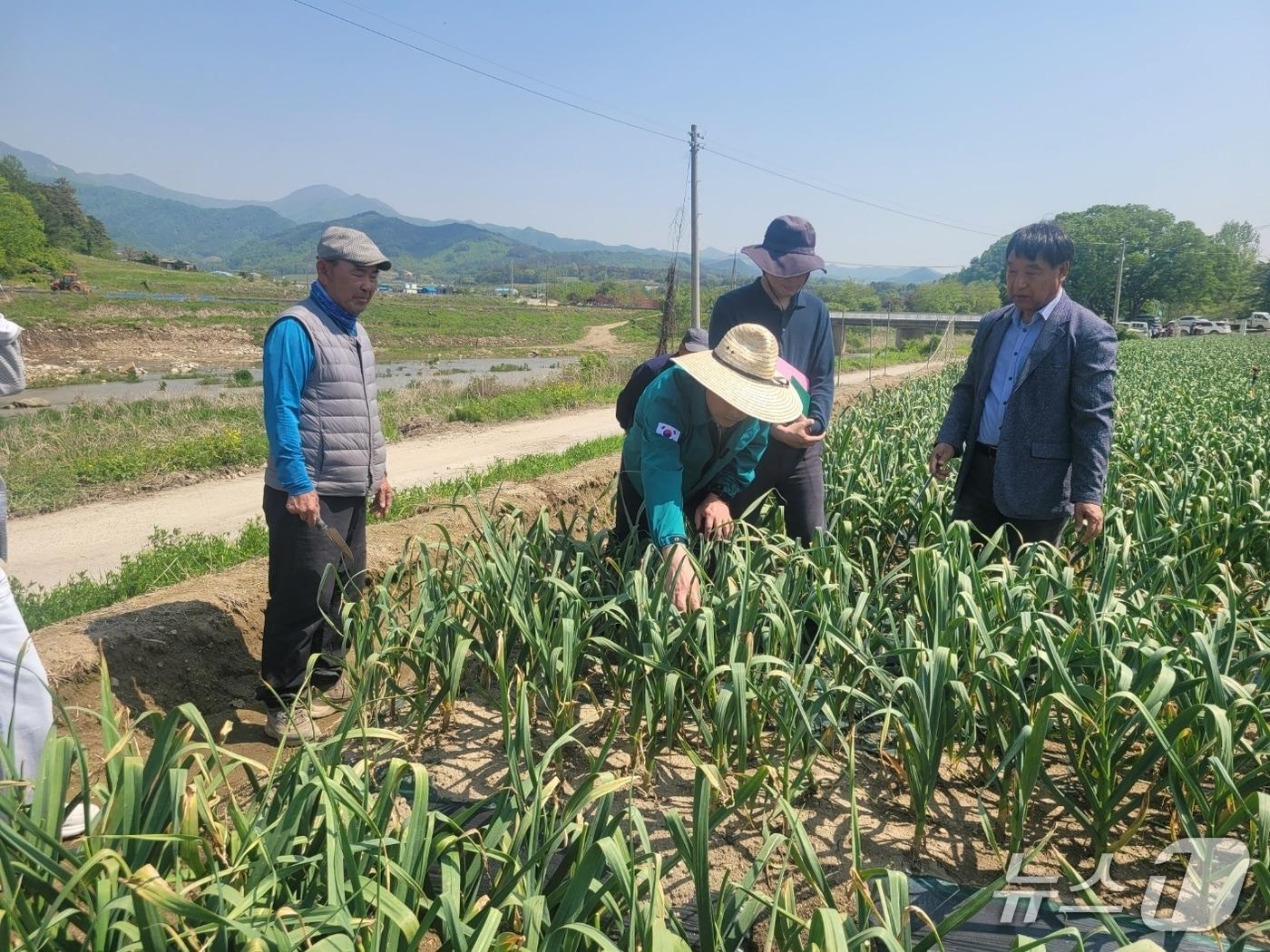 본문 이미지 - 전북 진안군이 시범 재배한 난지형 마늘 ‘대서’ 품종이 기후와 토양에 안정적으로 적응하며 성공적인 재배 성과를 거뒀다.&#40;진안군제공. 재판매 및 DB금지&#41;2025.7.1/뉴스1