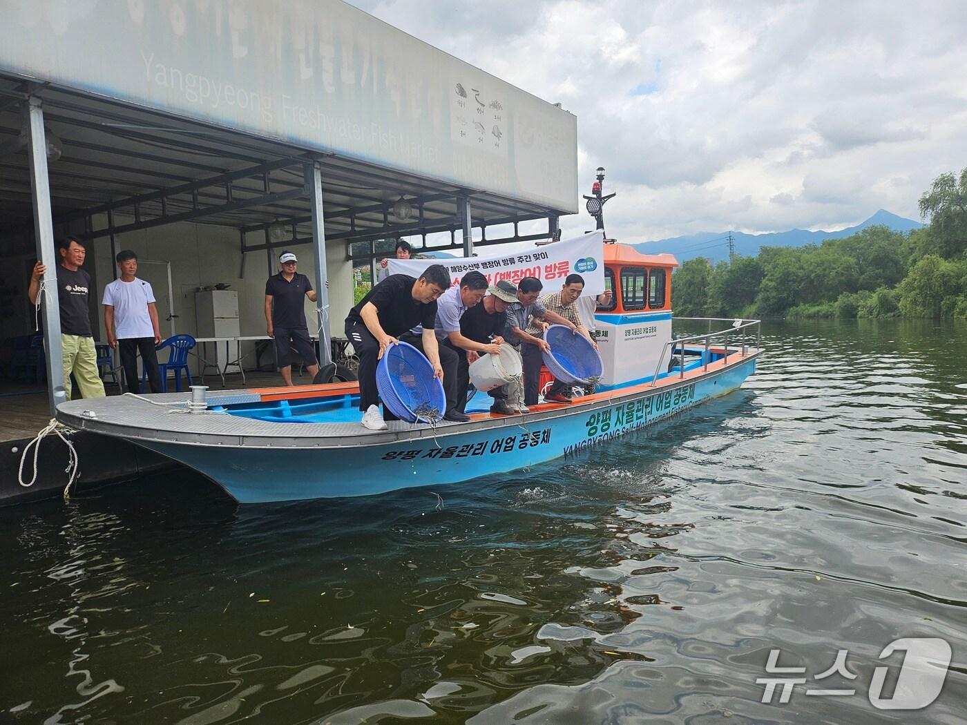 본문 이미지 - 실뱀장어 방류 모습(양평군 제공. 재판매 및 DB 금지)/뉴스1 