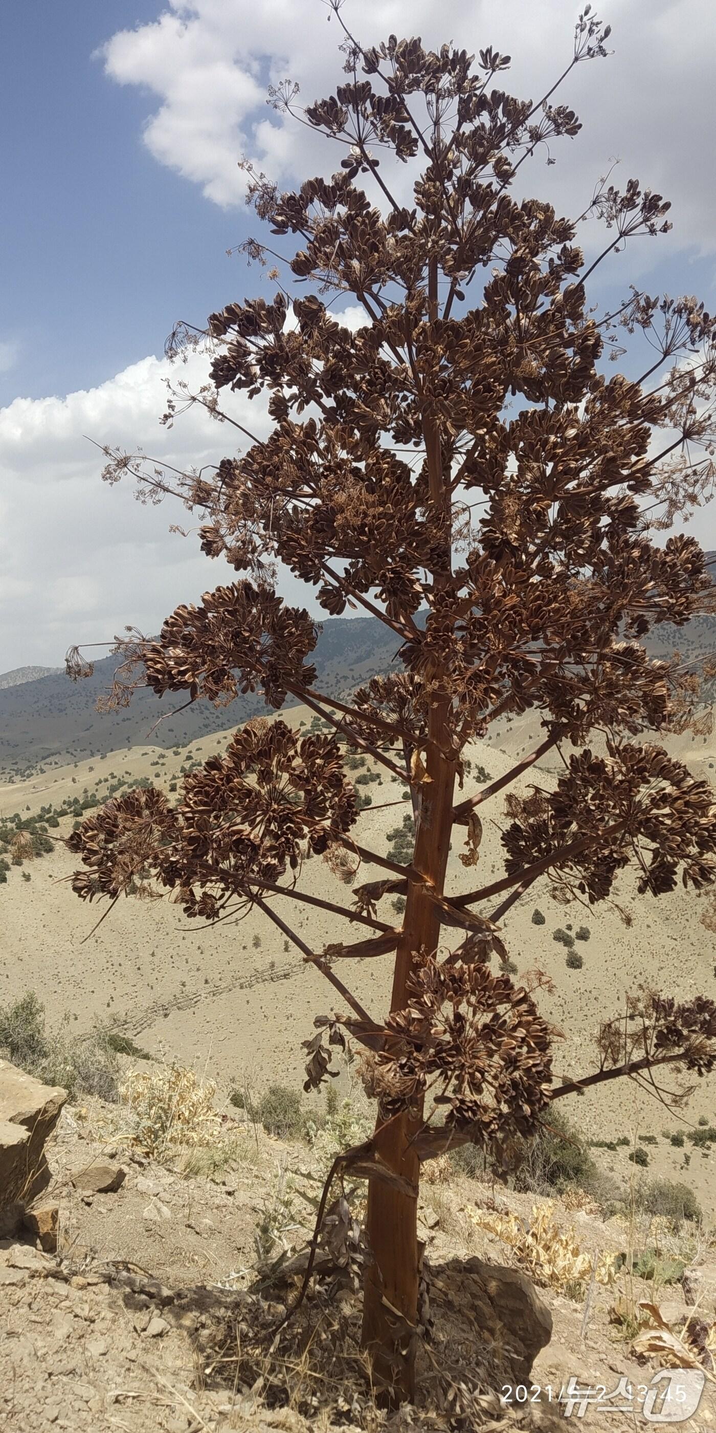 본문 이미지 - 중앙아시아 유용식물 페룰라 타드쉬코(한국수목원정원관리원 제공.재판매 및 DB 금지) /뉴스1