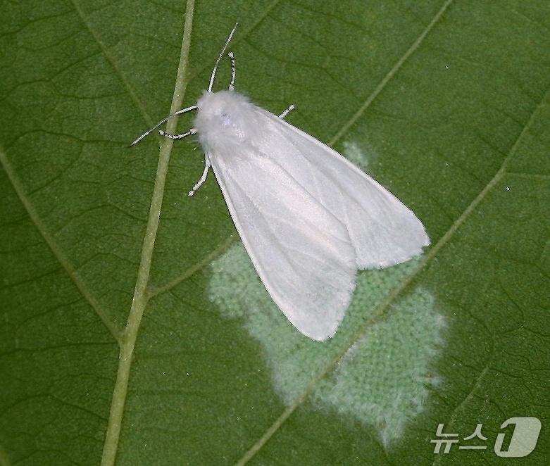 본문 이미지 - 미국흰불나방.(산림청 국립산림과학원 제공.재판매 및 DB 금지)/뉴스1