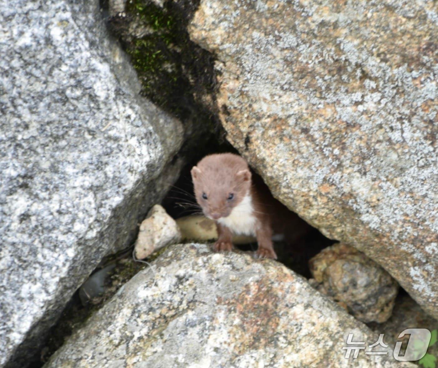 본문 이미지 - 무산쇠족제비(환경부 제공) ⓒ 뉴스1