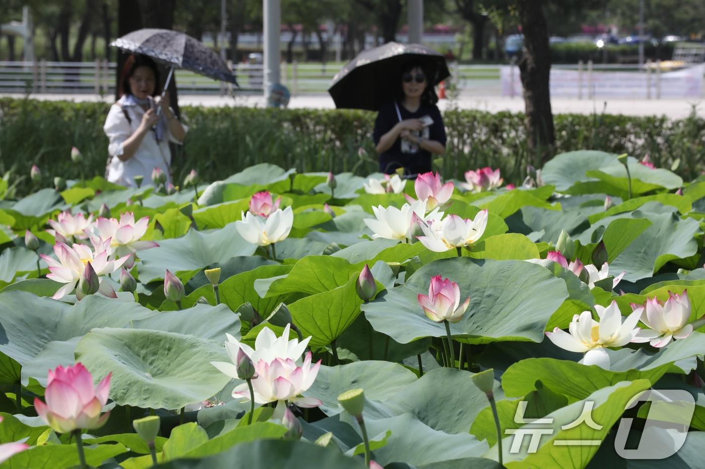 무더위가 이어진 10일 부산 사상구 삼락생태공원 연꽃단지를 찾은 시민들이 활짝 핀 연꽃을 감상하고 있다. 2025.7.10/뉴스1 ⓒ News1 윤일지 기자