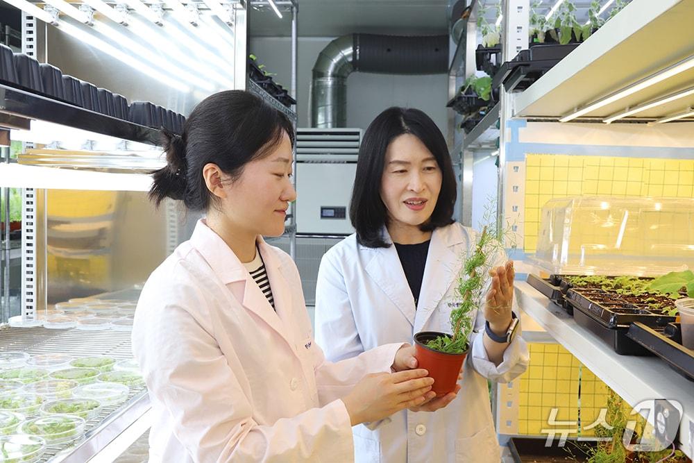 본문 이미지 - 생명연 연구팀이 고온환경에서 살아남는 식물의 유전자조절 원리를 분자 수준에서 규명한 연구 결과를 내놨다. 사진은 이번 연구 교신저자 조혜선 박사(오른쪽)와 제1저자 조승희 박사(생명연 제공) /뉴스1