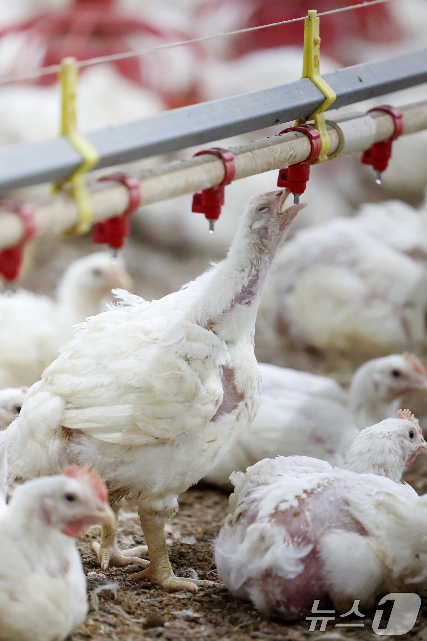 본문 이미지 - 연일 폭염특보가 이어지고 있는 10일 오전 전남 나주시 세지면의 한 양계장에서 더위에 지친 닭이 물을 마시고 있다. 2025.7.10/뉴스1 ⓒ News1 이승현 기자