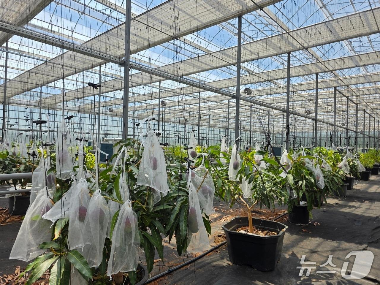 본문 이미지 - 영천시 애플망고 재배현장(영천시 제공. 재판매 및 DB금지)/뉴스1