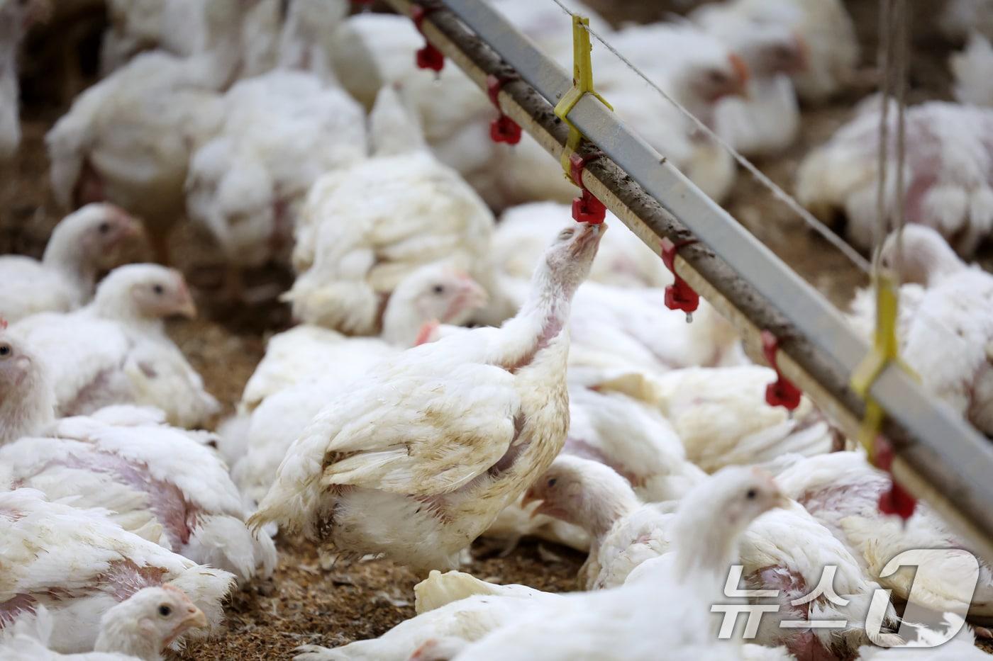 본문 이미지 - 한 양계장에서 더위에 지친 닭이 물을 마시고 있다.(뉴스1 자료사진)