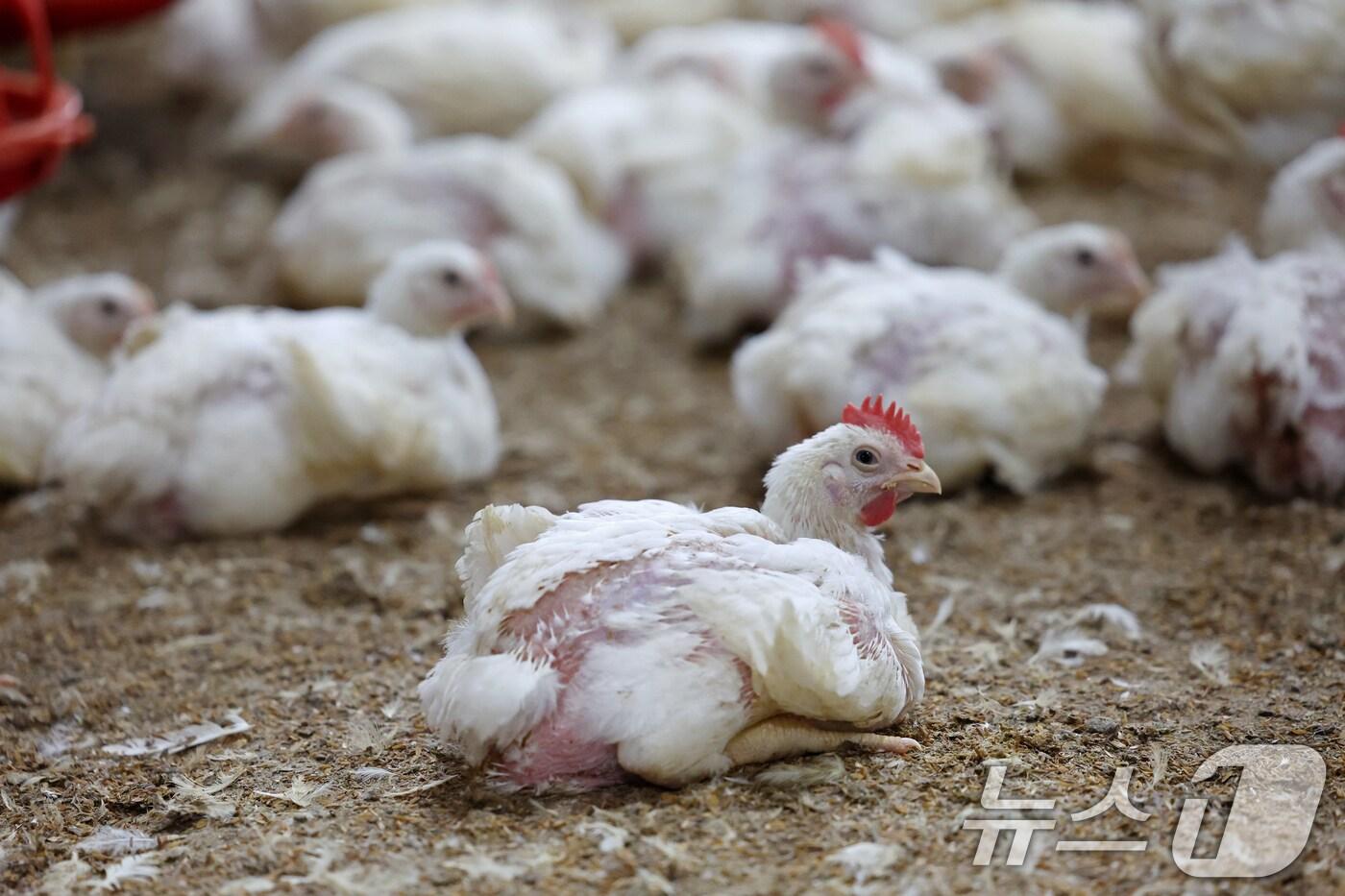 연일 폭염특보가 이어지고 있는 10일 오전 전남 나주시 세지면의 한 양계장에서 더위에 지친 닭이 주저 앉아 있다. 2025.7.10/뉴스1 ⓒ News1 이승현 기자