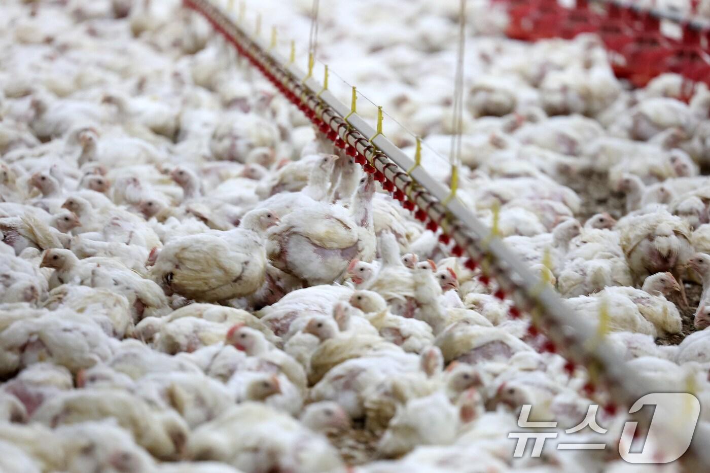 농촌진흥청은 국립축산과학원이 개발한 '가축 더위 지수 연동 자동제어 기술'의 가금류 사육환경 개선 효과를 확인했다고 12일 밝혔다. (자료사진)2025.7.10/뉴스1 ⓒ News1 이승현 기자