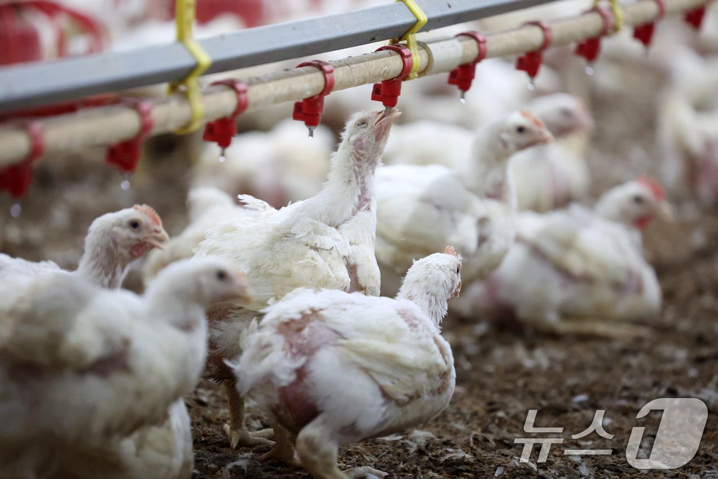 본문 이미지 - 10일 오전 전남 나주시 세지면의 한 양계장에서 더위에 지친 닭이 물을 마시고 있다. 2025.7.10 ⓒ 뉴스1 이승현 기자