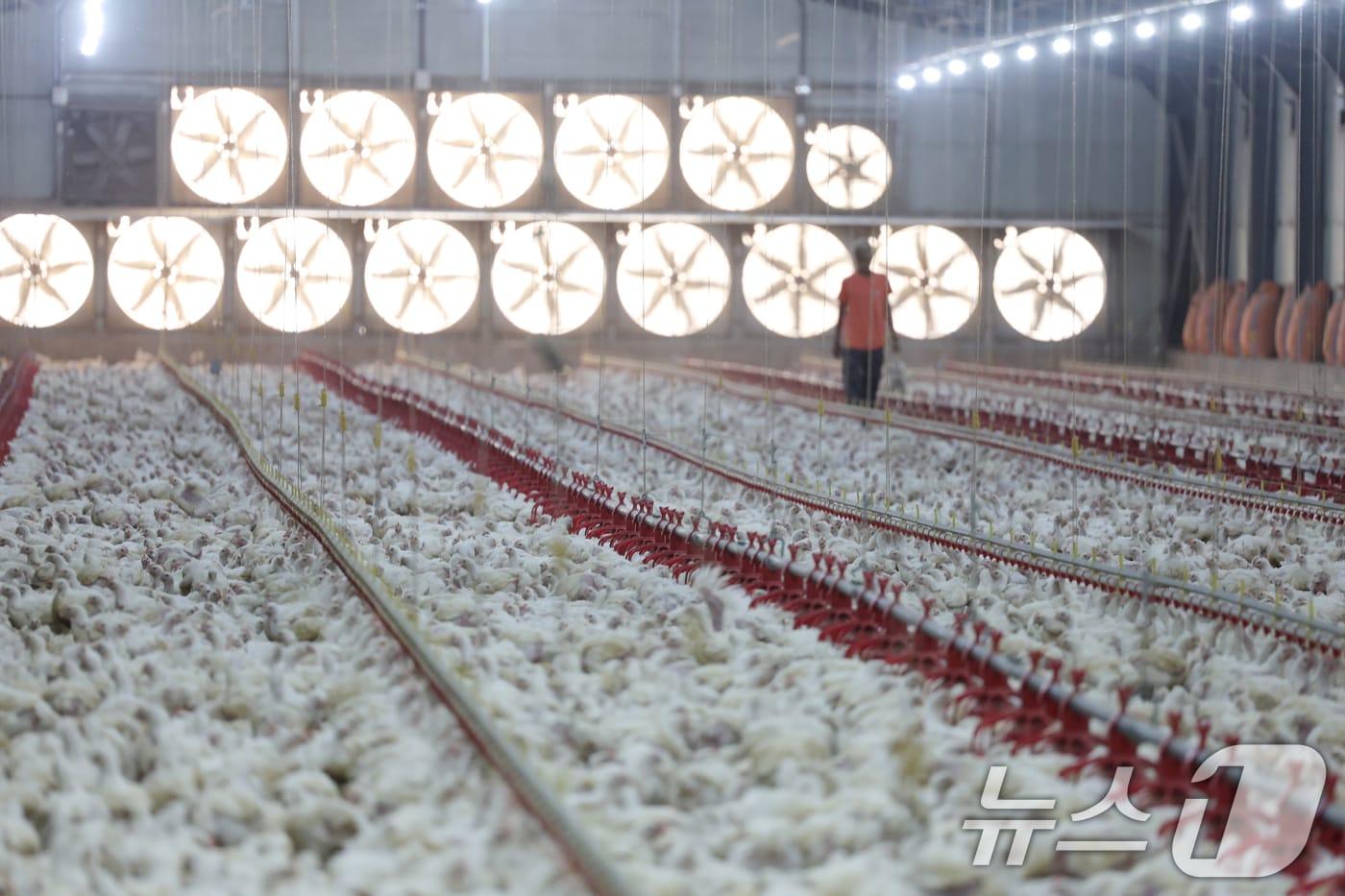 연일 폭염특보가 이어지고 있는 10일 오전 전남 나주시 세지면의 한 양계장에서 더위에 지친 닭들이 움직이지 않고 있다. 2025.7.10/뉴스1 ⓒ News1 이승현 기자