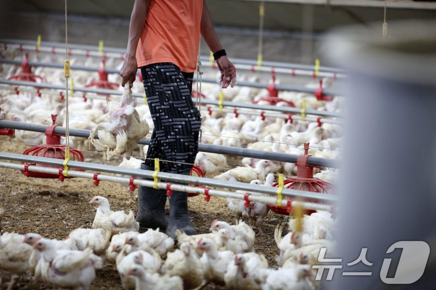 연일 폭염특보가 이어지고 있는 가운데 한 양계장에서 직원이 폐사한 닭을 정리하고 있다. (자료사진)/뉴스1 ⓒ News1 이승현 기자