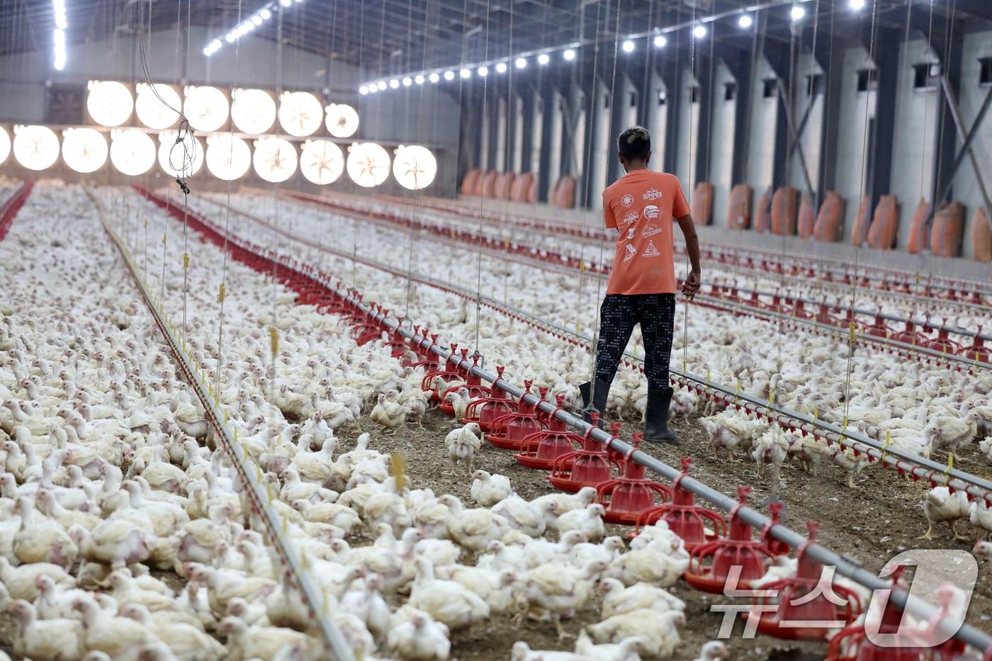 연일 폭염특보가 이어지고 있는 10일 오전 전남 나주시 세지면의 한 양계장에서 한 직원이 닭들이 움직이도록 내부를 돌아다니고 있다. 2025.7.10/뉴스1 ⓒ News1 이승현 기자