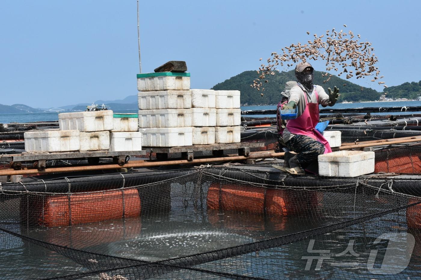 고수온 특보가 발효 중인 10일 오전 전남 여수 돌산읍 화태리 가두리 양식장에서 어민들이 고수온에 강한 어종인 돔에게 먹이를 주고 있다.2025.7.10/뉴스1 ⓒ News1 김동수 기자