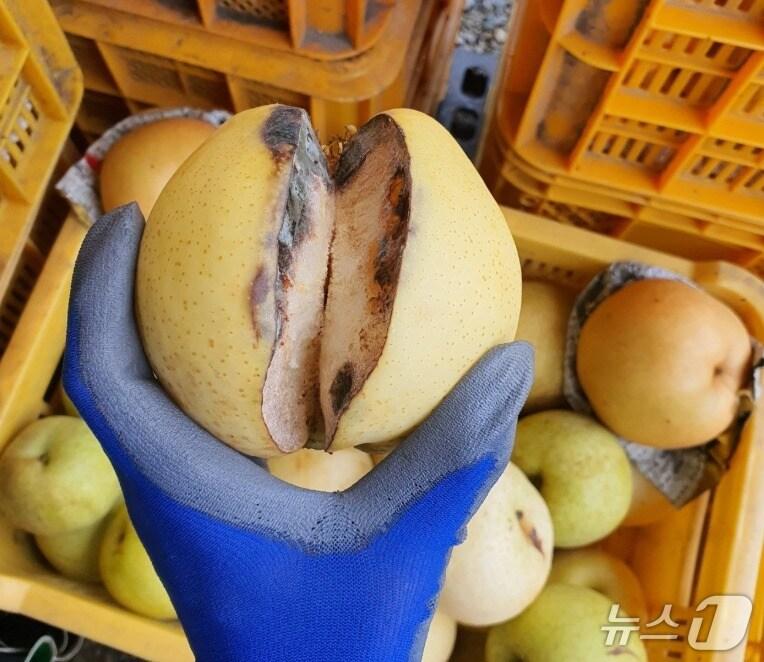 본문 이미지 - 열과 피해가 발생한 배. &#40;울산시농업기술센터 제공. 재판매 및 DB 금지&#41; /뉴스1