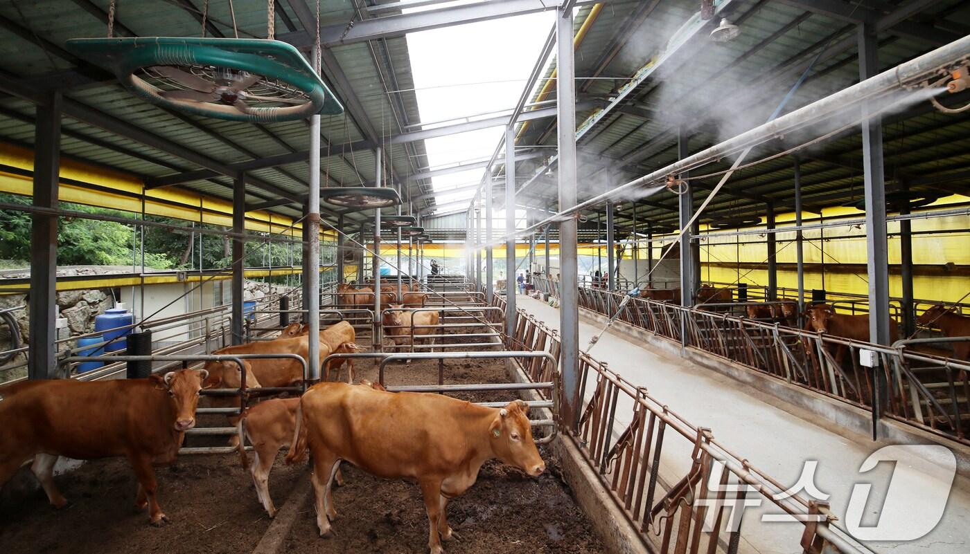전국적으로 더위가 기승을 부린 지난달 10일 오후 부산 기장군 장안읍 한 한우농가에서 소들이 대형 선풍기 바람과 쿨링포그를 맞으며 더위를 식히고 있다. 2025.7.10/뉴스1 ⓒ News1 윤일지 기자