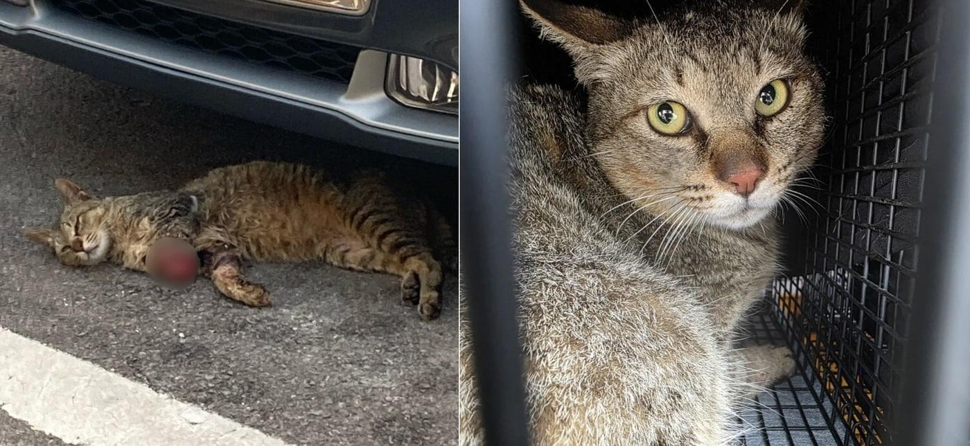 왼쪽 앞다리에 종양이 터진 채 구조된 길고양이 '청송이'(나비야사랑해 제공) ⓒ 뉴스1